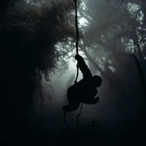 Eerie: Mountain Gorilla - Hanging on vine