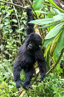 Silverback: Mountain Gorilla infant hanging on tree