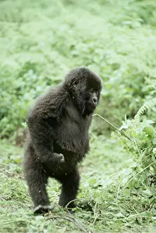 Rwanda: MOUNTAIN GORILLA - Infant pirouetting