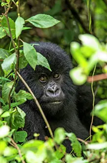 Silverback: Mountain Gorilla infant portrait