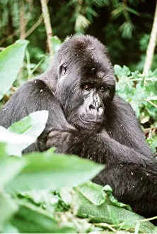 Named: MOUNTAIN GORILLA - Intwari