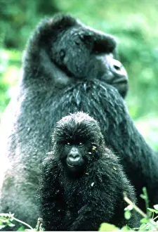 Rwanda: MOUNTAIN GORILLA - juvenille with adult in background