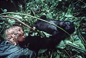 Democratic: Mountain Gorilla - lying on back being watched by tourist