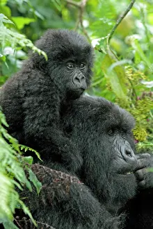 Rich Thomas: Mountain Gorilla - mother and baby from the amahoro