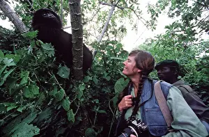 Photographers: MOUNTAIN GORILLA - and photographer
