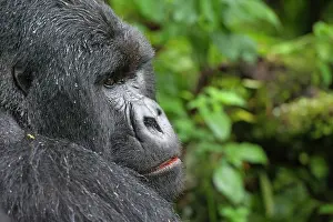 Silverback: Mountain Gorilla - Silverback