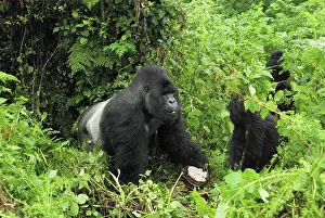Bracket: Mountain Gorilla - silverback eating bracket fungi
