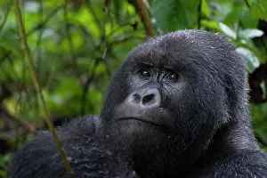 Silverback: Mountain Gorilla - Silverback male