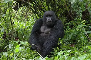 Silverback: Mountain Gorilla - Silverback male