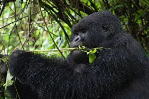 Silverback: Mountain Gorilla - Silverback male