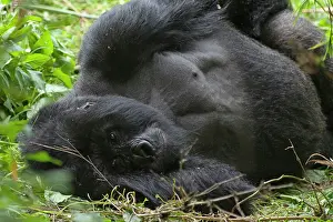 Silverback: Mountain Gorilla - silverback resting