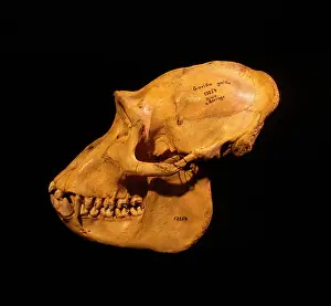 Berlin: Mountain Gorilla Skull - holotype 1902, Museum