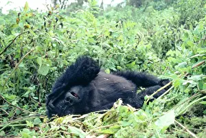 Anthropomorphic: Mountain Gorilla - sleeping in leaves