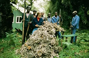Guards: The Mountain Gorilla Story - Snares placed by poachers