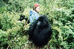 Rwanda: MOUNTAIN GORILLA - two, with scientist