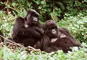 Rwanda: MOUNTAIN GORILLA - x two females Murraha and Poppy