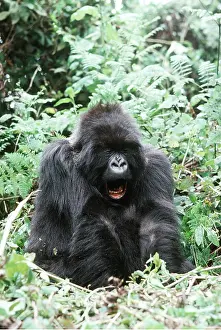 Rwanda: MOUNTAIN GORILLA - yawning