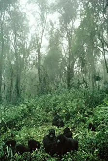 Volcanoe: Mountain GORILLAS