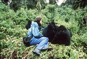 Apes: MOUNTAIN GORILLAS