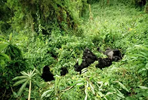 Troops: Mountain Gorillas - group
