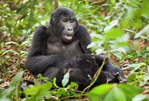 Rwanda: Mountain gorillas, Volcanoes National Park