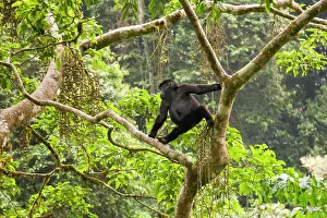 Rwanda: Mountain gorillas, Volcanoes National Park