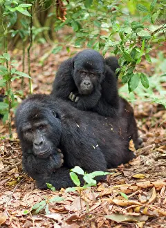 Rwanda: Mountain gorillas, Volcanoes National Park