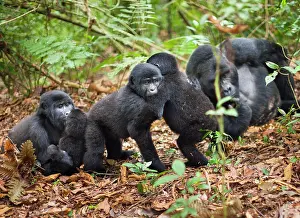Rwanda: Mountain gorillas, Volcanoes National Park