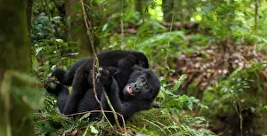 Rwanda: Mountain gorillas, Volcanoes National Park