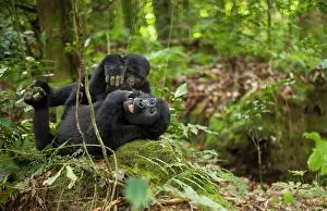 Rwanda: Mountain gorillas, Volcanoes National Park
