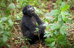 Rwanda: Mountain gorillas, Volcanoes National Park