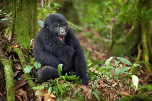 Rwanda: Mountain gorillas, Volcanoes National Park