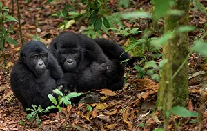 Rwanda: Mountain gorillas, Volcanoes National Park