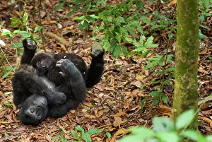 Rwanda: Mountain gorillas, Volcanoes National Park