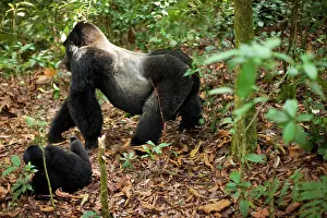 Rwanda: Mountain gorillas, Volcanoes National Park