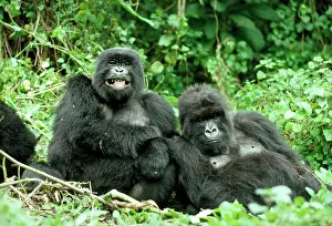Anthropomorphic: Mountain GORILLAS - x two females Murraha and Poppy