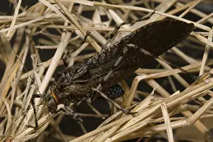 Katydid: Mountain grasshopper