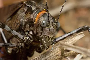 Katydid: Mountain grasshopper