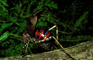 Forewings: Mountain grasshopper - female with forewings (tegmina)