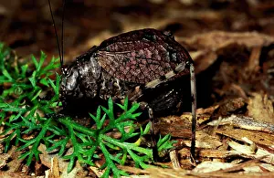 Forewings: Mountain grasshopper - flightless female with forewings
