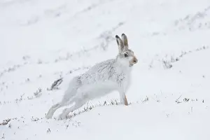 Pelage: Mountain Hare - adult hare streching - Cairngorms