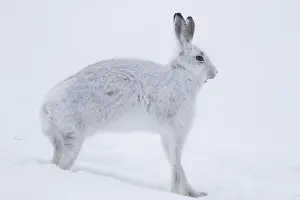 Pelage: Mountain Hare - adult hare streching - Cairngorms