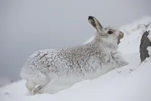 Cairngorms: Mountain Hare - adult hare streching - Cairngorms