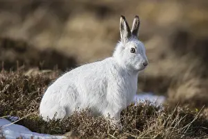 Pelage: Mountain Hare - adult hare in winter pelage -