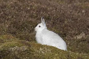 Pelage: Mountain Hare - adult hare in winter pelage -
