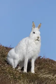 Pelage: Mountain Hare - adult hare in winter pelage -