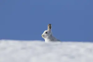 Pelage: Mountain Hare - adult hare in winter pelage -