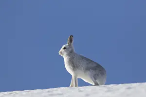 Pelage: Mountain Hare - adult hare in winter pelage -