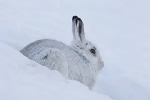 Pelage: Mountain Hare - adult hare in winter pelage -