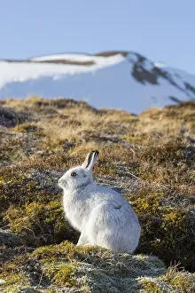 Pelage: Mountain Hare - adult hare in winter pelage -